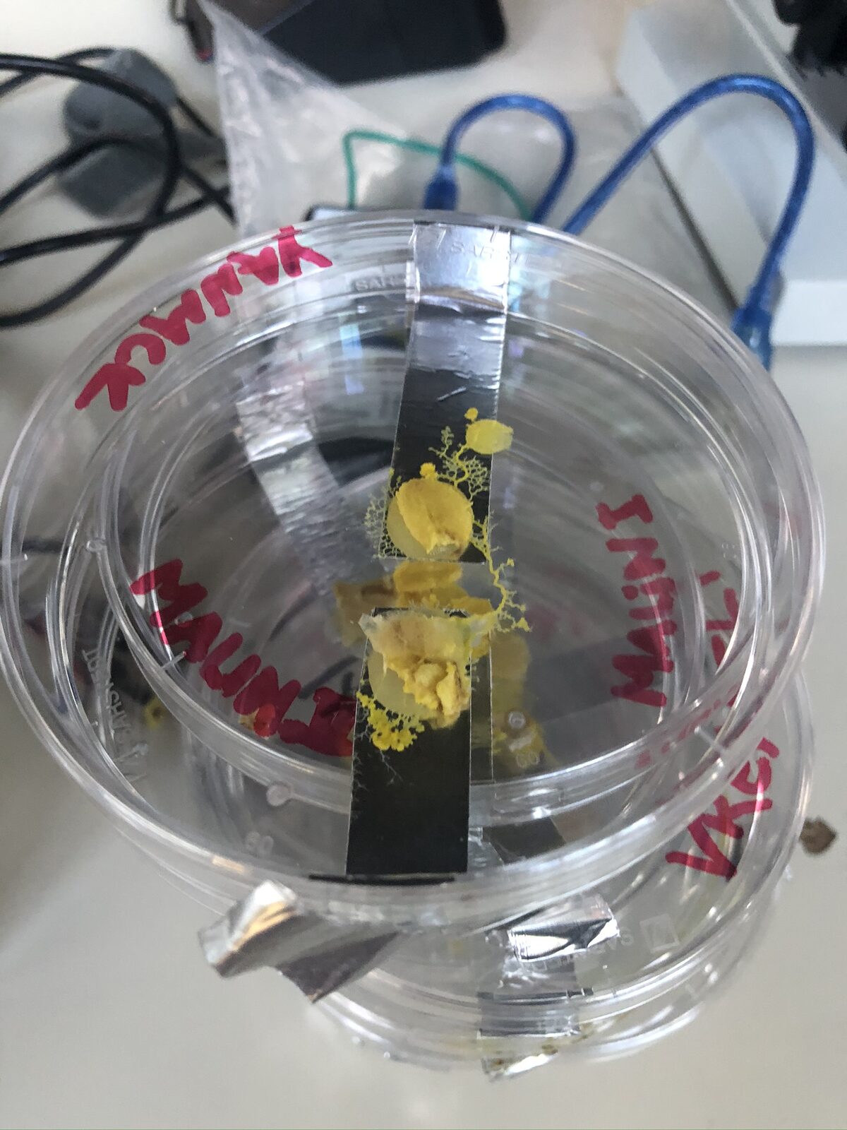 Physarum Controlled Oscillators